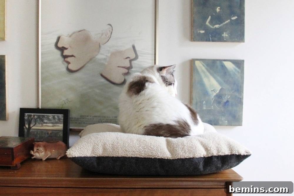 Handmade DIY Cat Bed