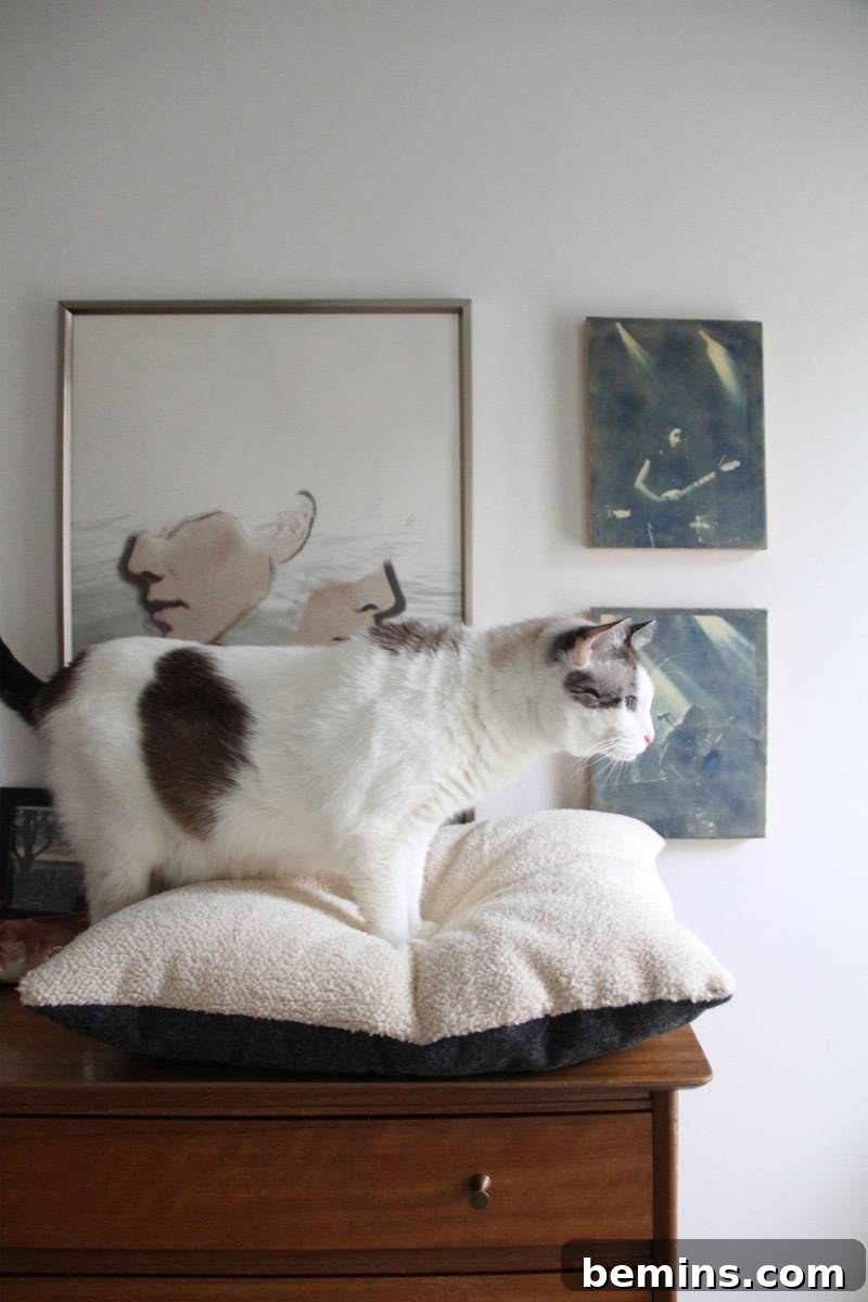 Cat Enjoying DIY Bed