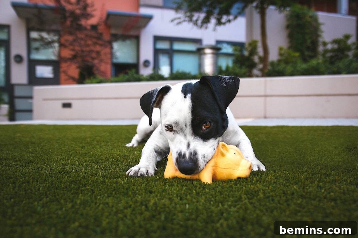 Donate to Animal Shelters