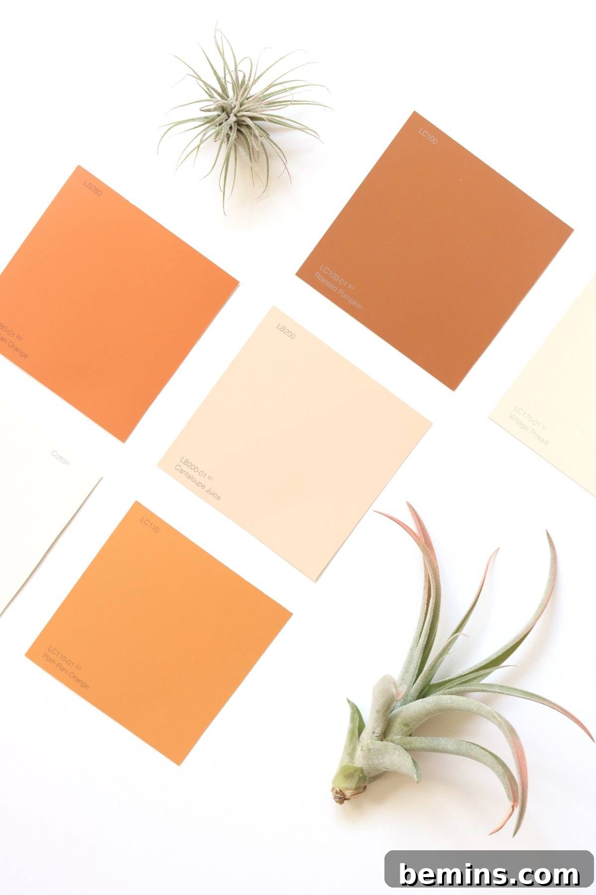 Orange paint swatches with air plants
