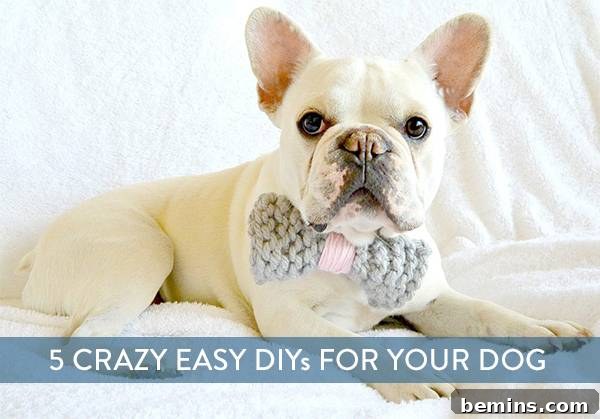 Collage of DIY dog projects including a bow tie, treats, rope toy, and leash, perfect for Pinterest sharing.