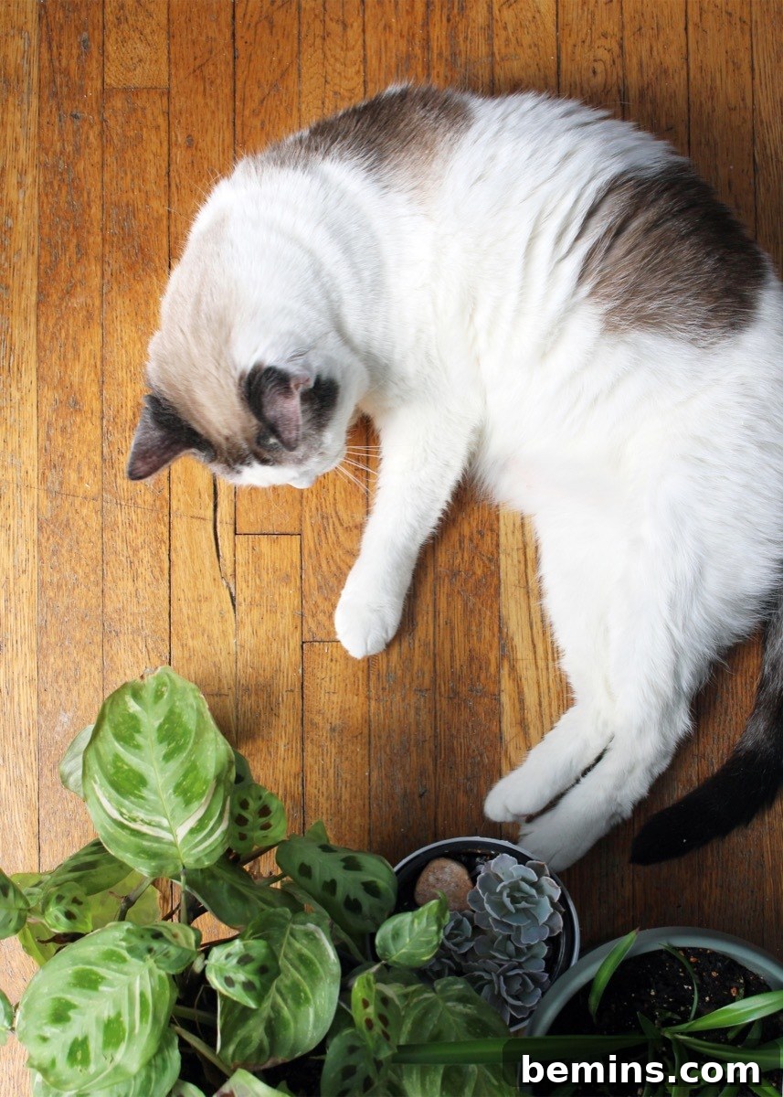 The Best Houseplants for You and Your Pets
