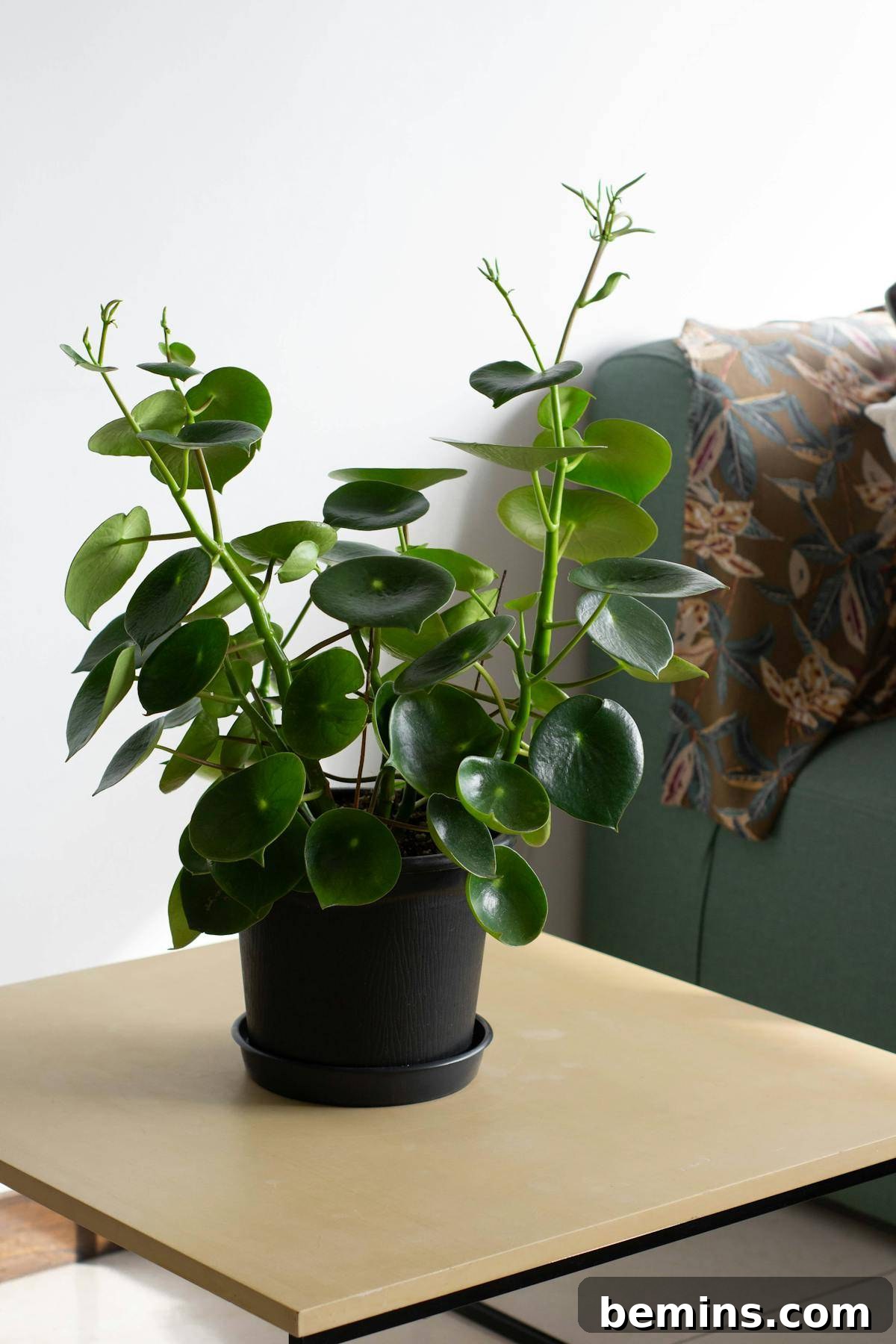 Peperomia Obtusifolia
