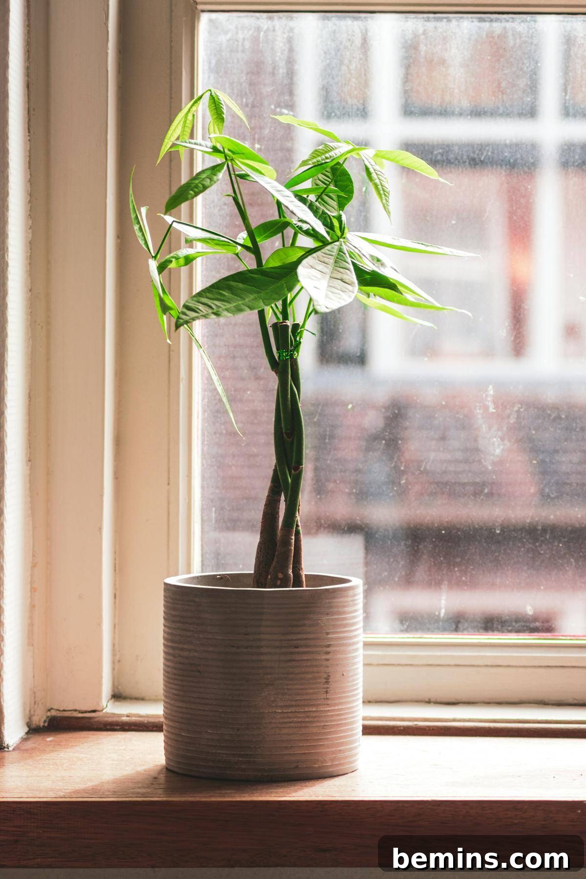 Money Tree