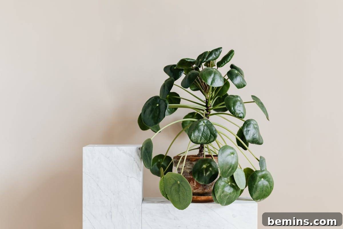 Friendship Plant