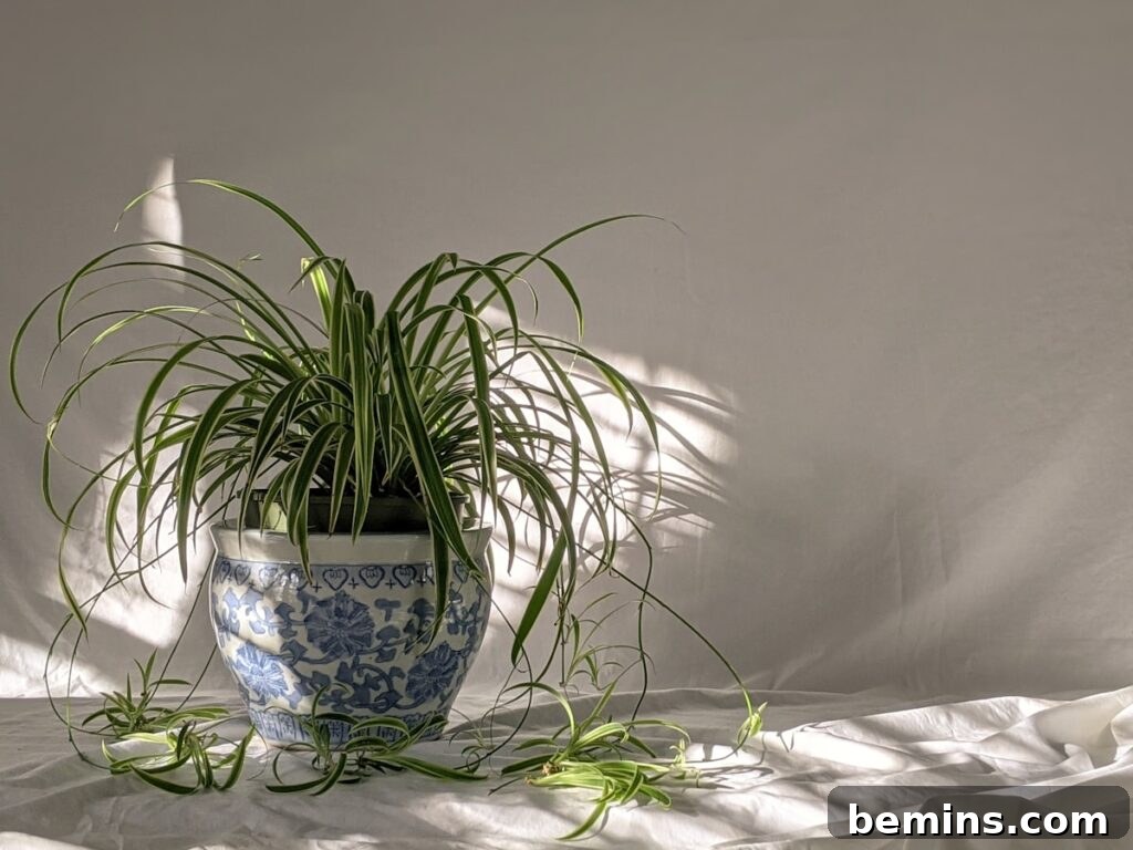 Spider plant in blue and white ceramic pot