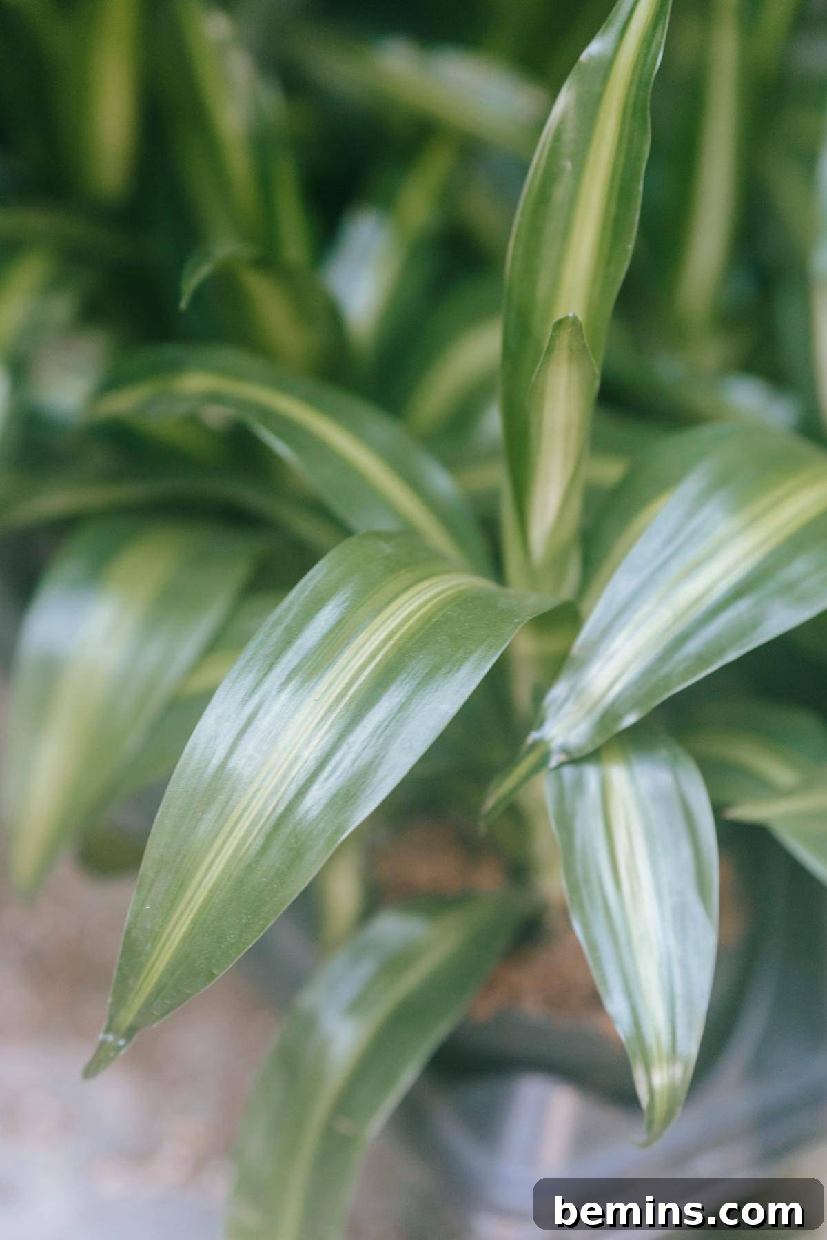 Cast iron plant