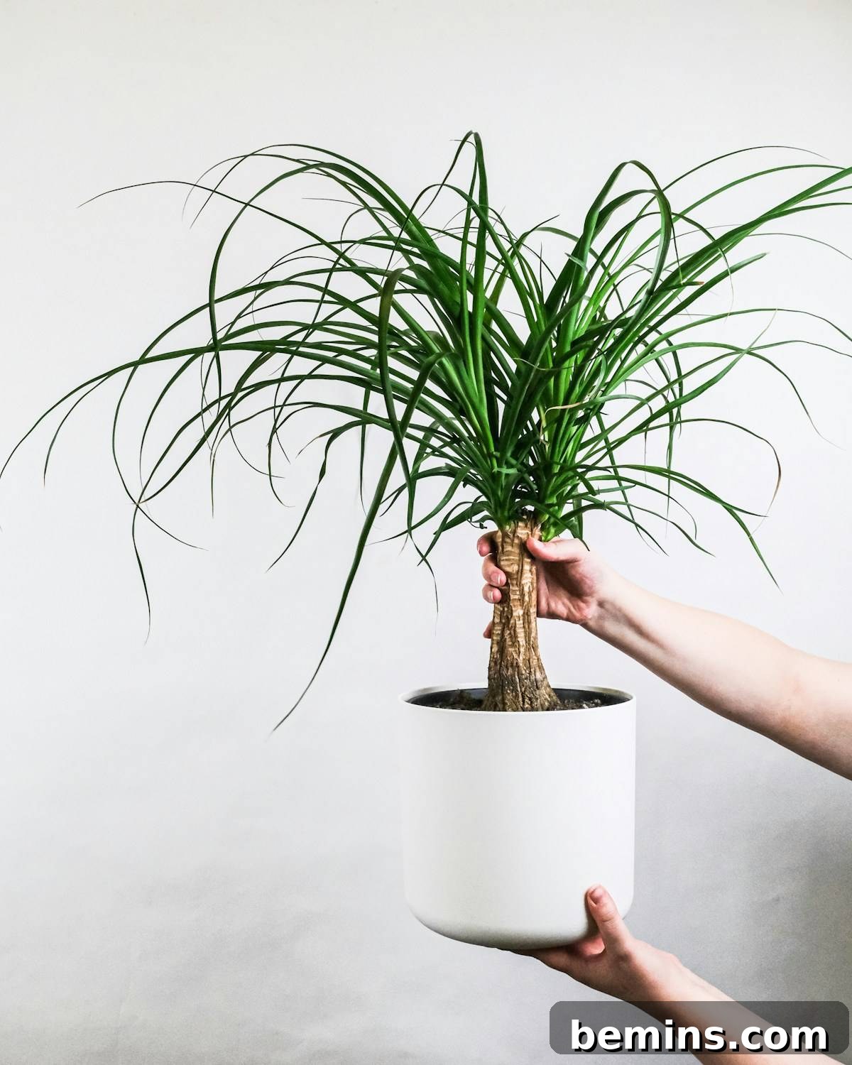 Ponytail palm