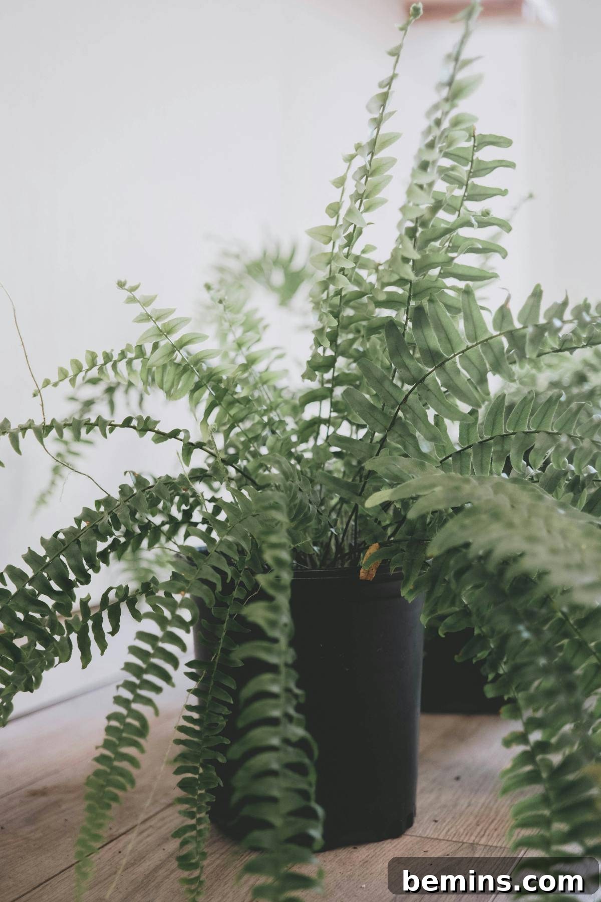 Boston fern