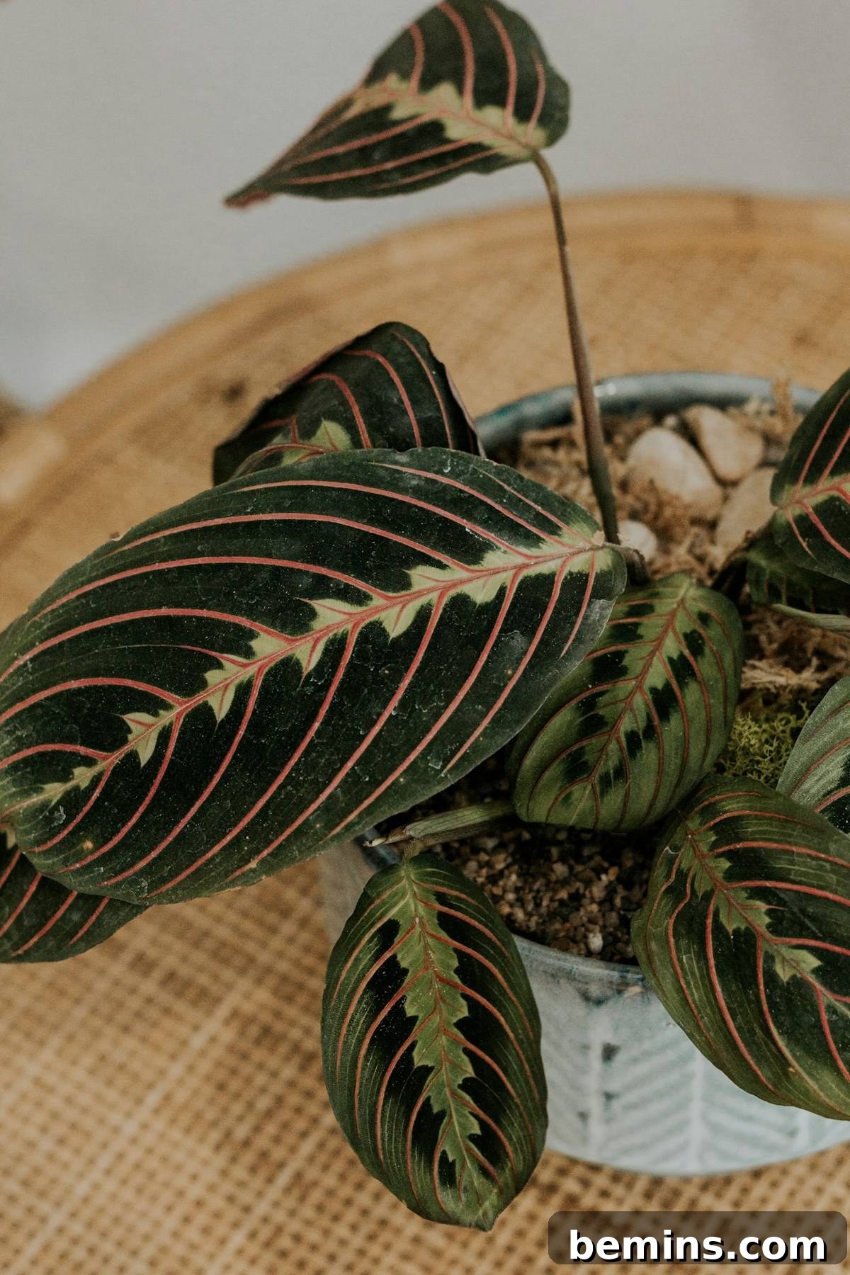Prayer plant