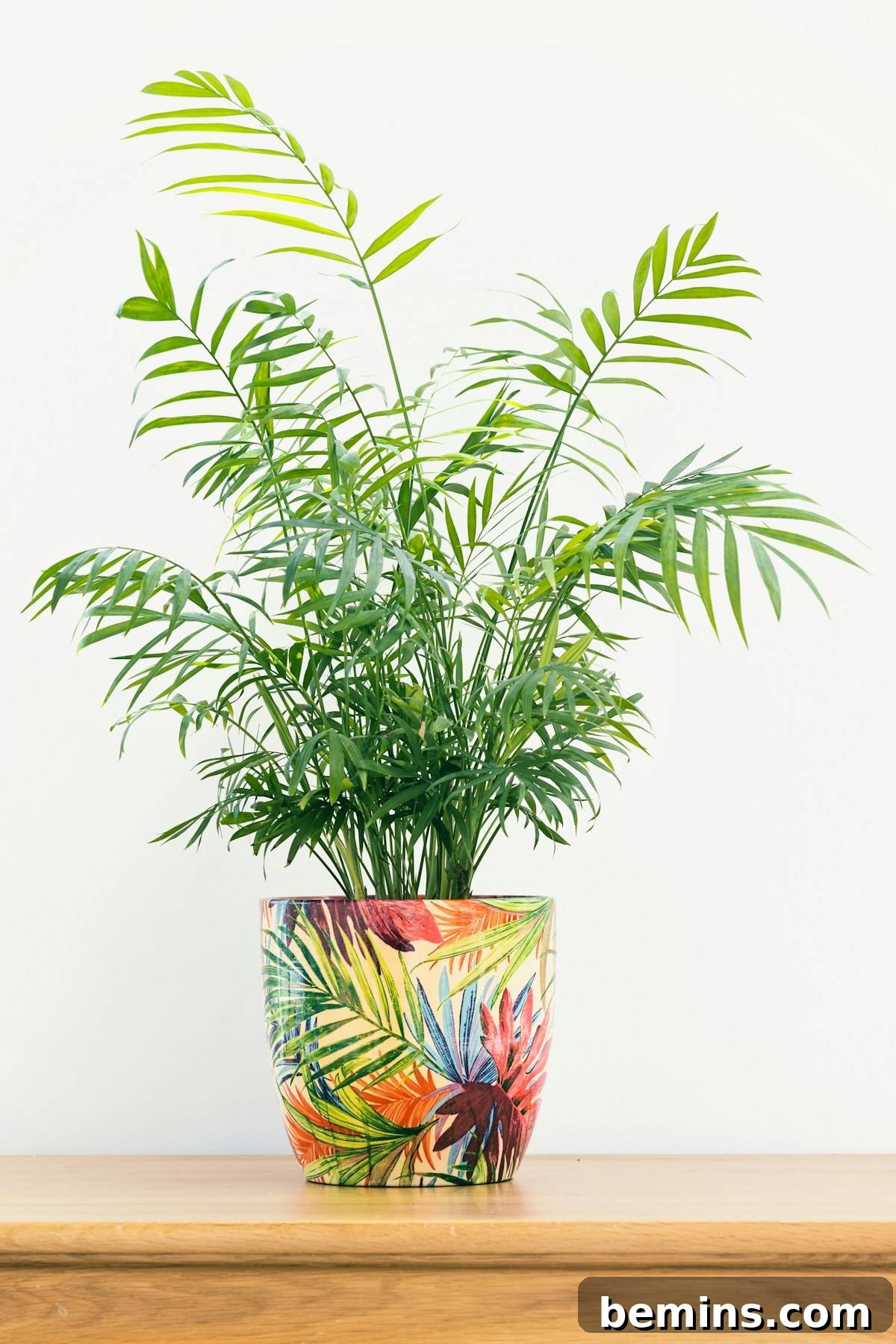Parlor palm