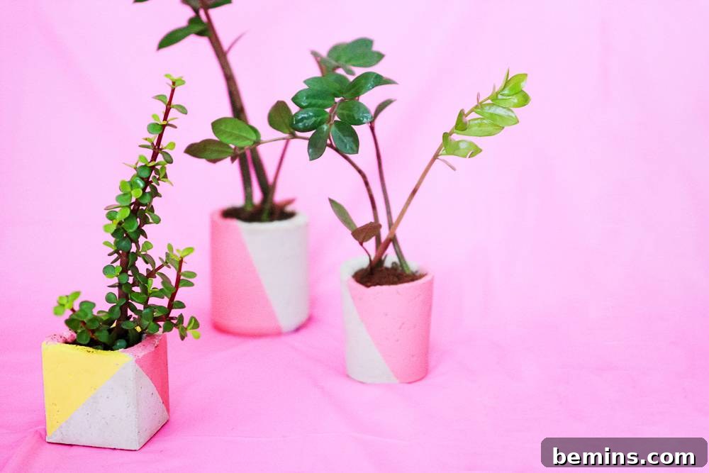 Color Blocked Concrete Planters for Patio
