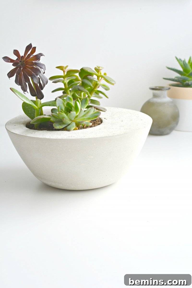 Modern Off-Center Concrete Planters for Succulents