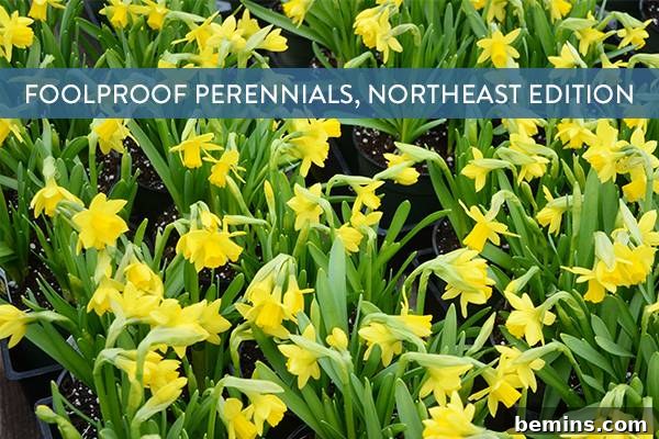 Northeast's Easiest Outdoor Plants: A Sure-Fire Selection 11 Share this post on Pinterest!