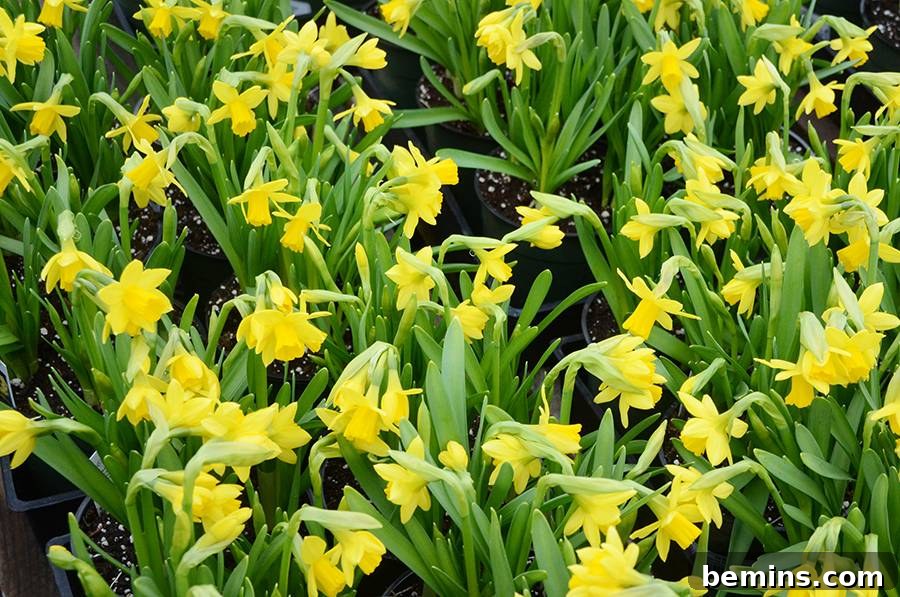 Northeast's Easiest Outdoor Plants: A Sure-Fire Selection 3 Bright Yellow Daffodils in Early Spring