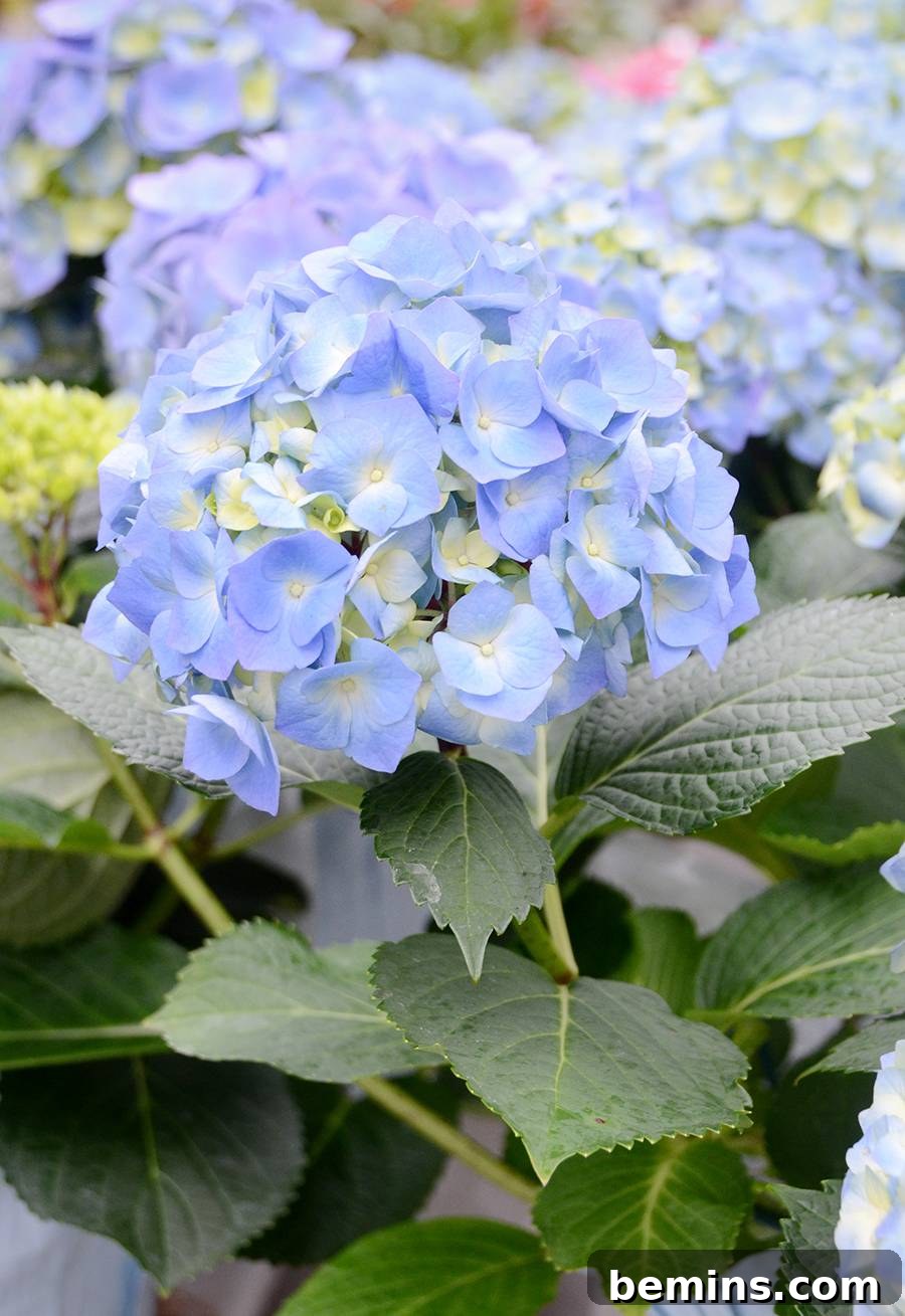 Northeast's Easiest Outdoor Plants: A Sure-Fire Selection 5 Blue Hydrangea Blooms in a Northeast Garden