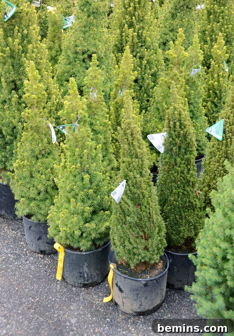 Northeast's Easiest Outdoor Plants: A Sure-Fire Selection 6 Variety of Evergreen Shrubs in a Landscape