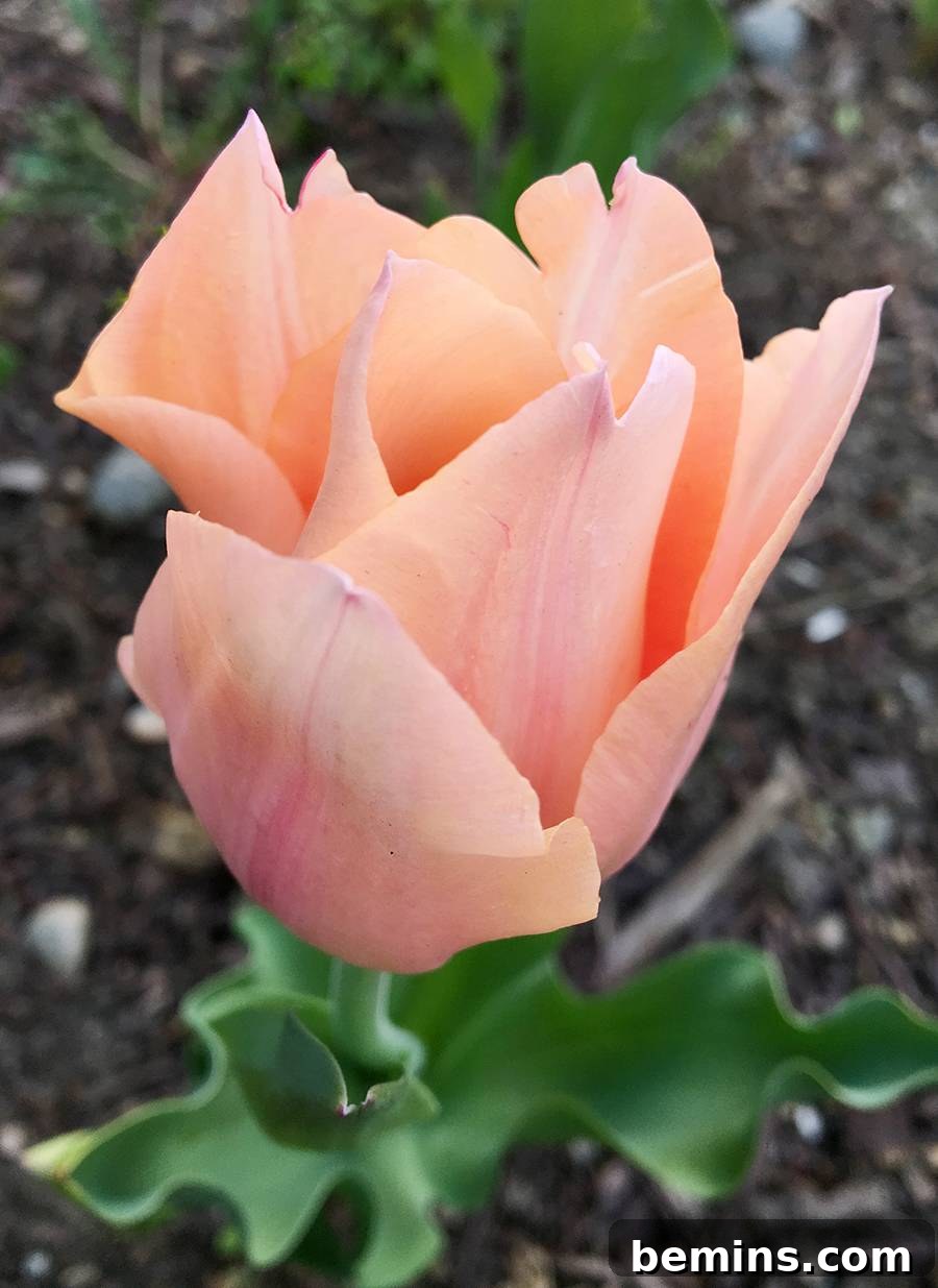 Northeast's Easiest Outdoor Plants: A Sure-Fire Selection 7 Assortment of Colorful Tulips in Bloom