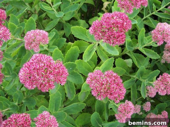 Northeast's Easiest Outdoor Plants: A Sure-Fire Selection 8 Autumn Joy Sedum with Pink Blooms