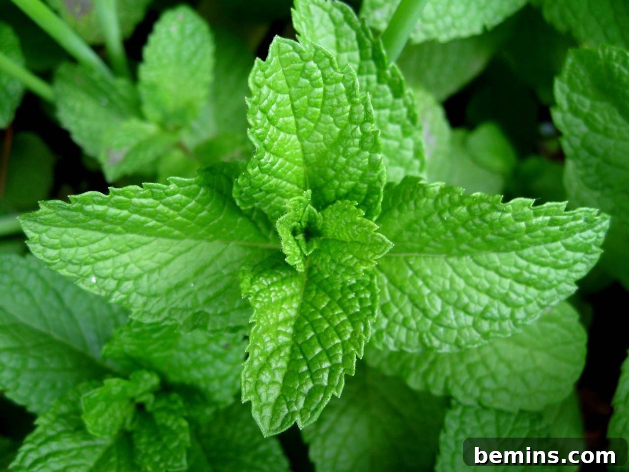 Northeast's Easiest Outdoor Plants: A Sure-Fire Selection 9 Lush Green Mint Growing in a Garden