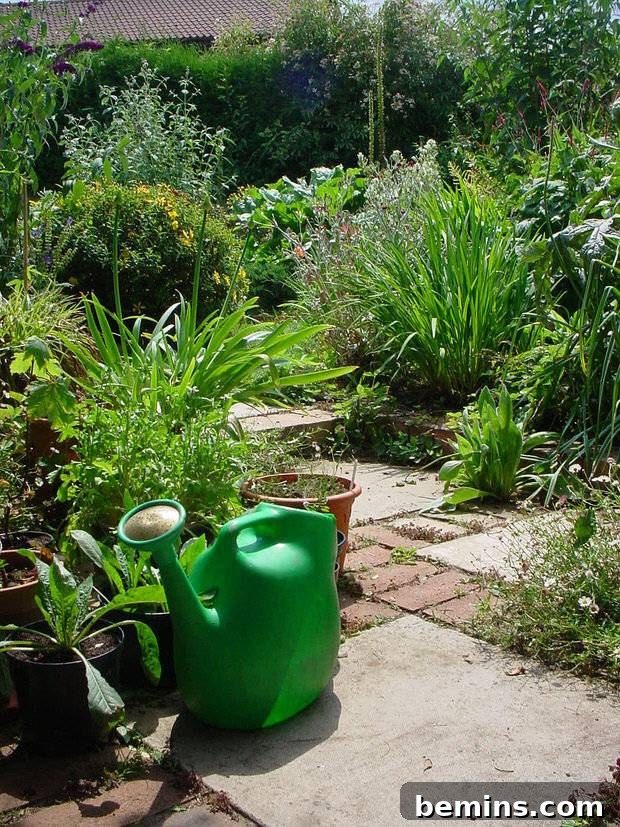 Dividing a hosta plant