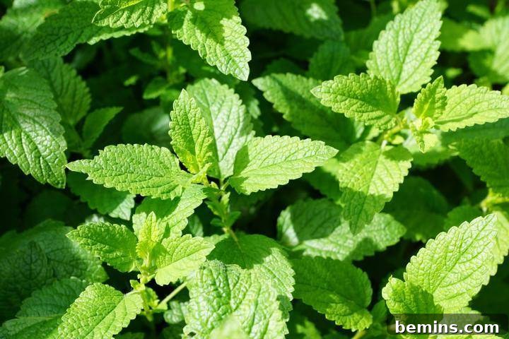 Mint growing in a garden