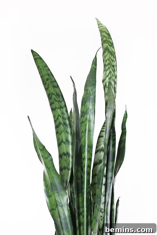 A tall and elegant Snake Plant