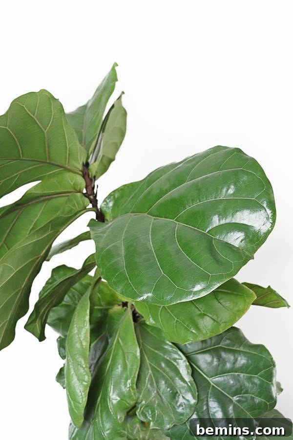 A Fiddle Leaf Fig in a bright indoor setting
