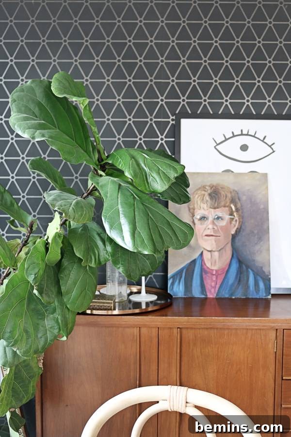 Various low light houseplants in a home setting