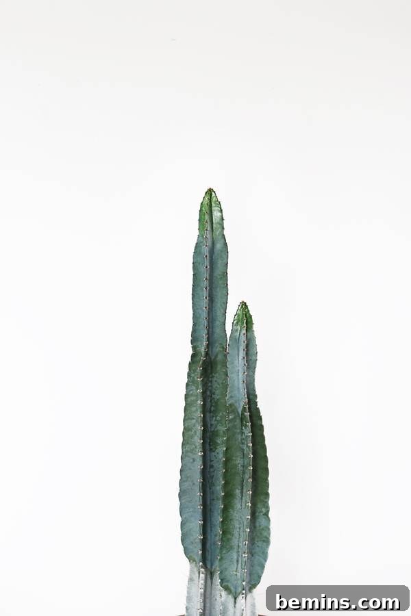 Close-up of a Euphorbia houseplant