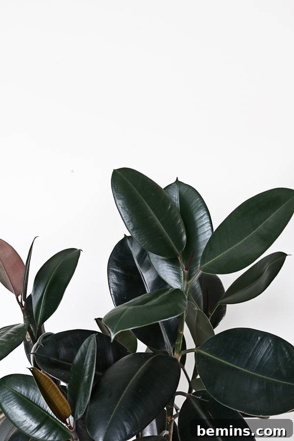 A healthy Rubber Tree Plant in a pot