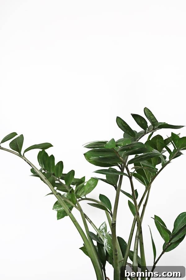A thriving ZZ Plant in a modern pot