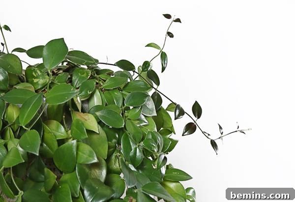 A Lipstick Plant with vibrant red flowers