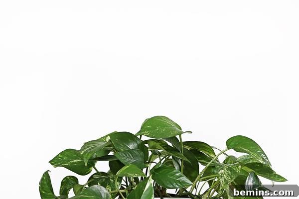 A Golden Pothos Plant trailing down a shelf
