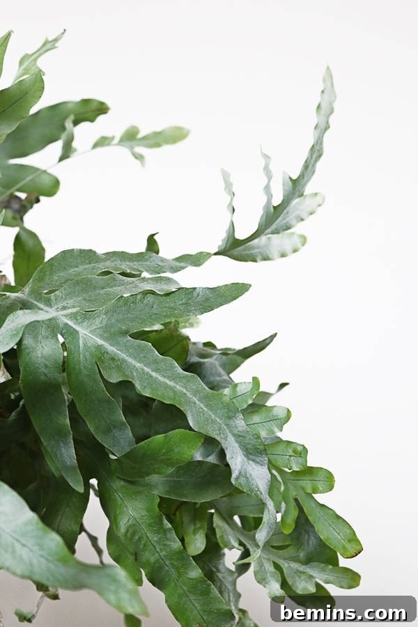 The delicate and uniquely colored Blue Star Fern