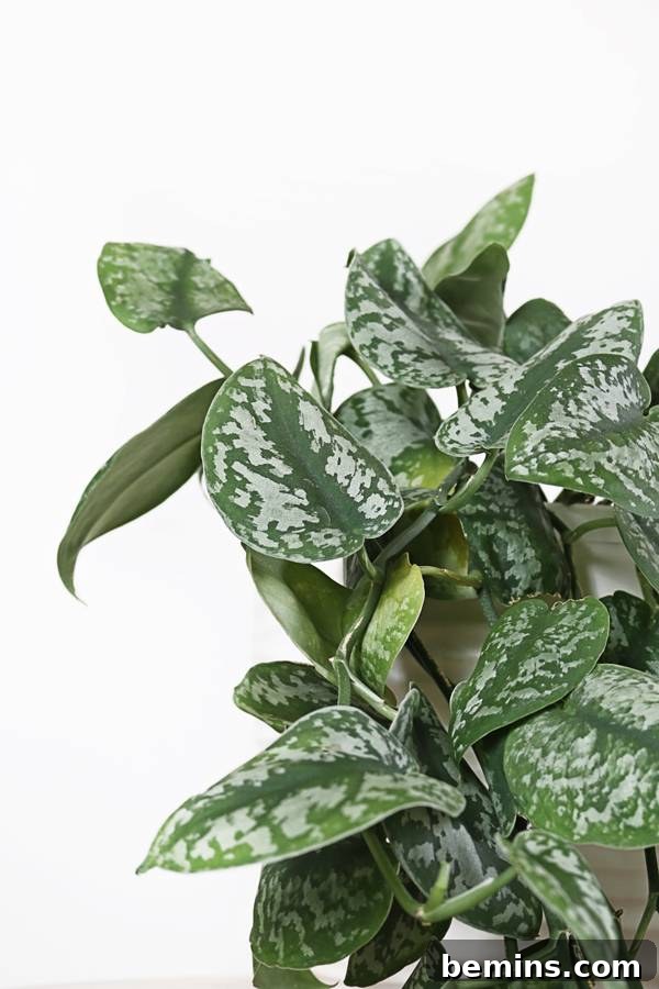 A Satin Pothos Plant cascading from a pot