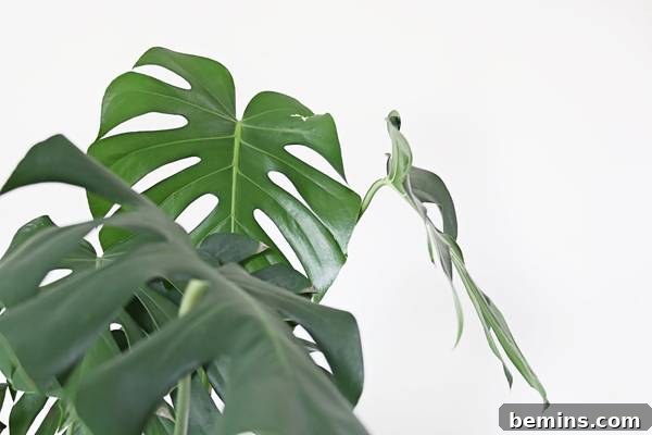 A vibrant Monstera plant with its characteristic split leaves