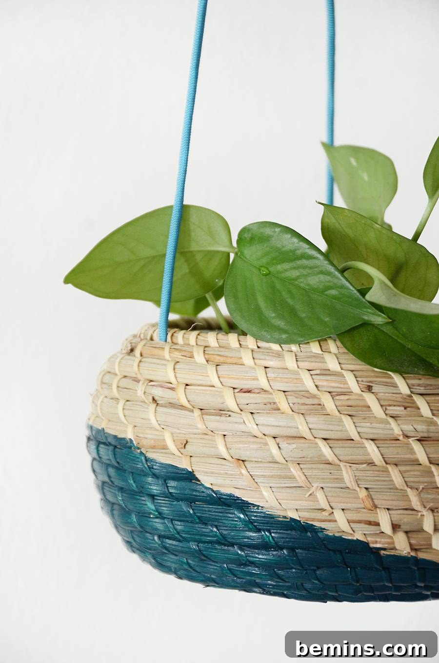 Hanging planter with Pothos, Jade plant, and Air Plant