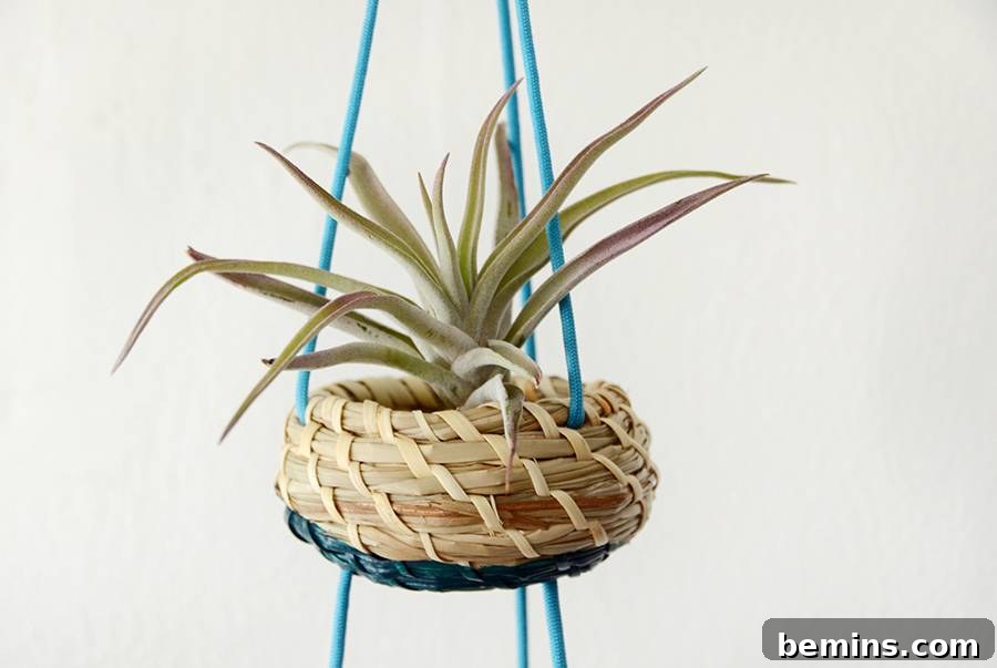 Hanging Planter filled with Air Plants