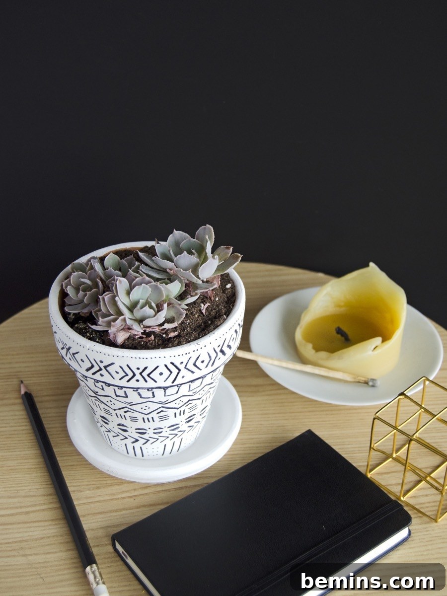 How To Regrow Succulents | A Walkthrough