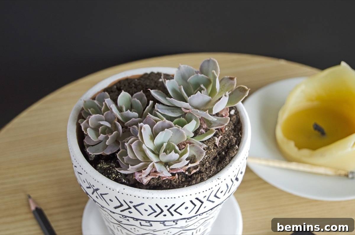 Don't have a green thumb? No problem! Fool-proof method for multiplying your succulent collection