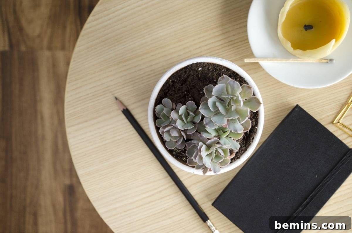 Grow as many succulent plants as you want through the power of propagation!