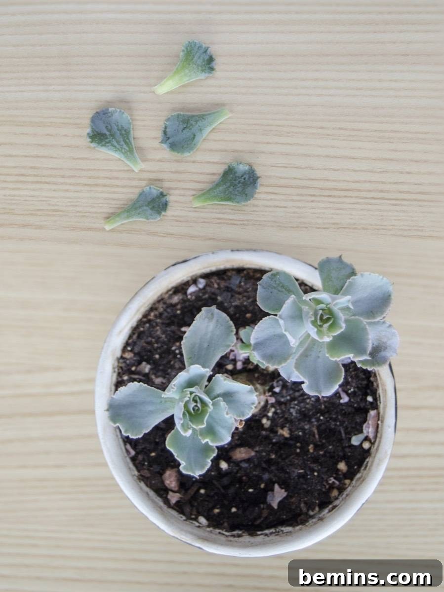 How to regrow succulents | Step 1: Pull off existing leaves