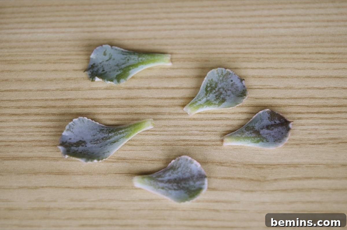 How to regrow succulents | Step 2: Let leaves dry and callous