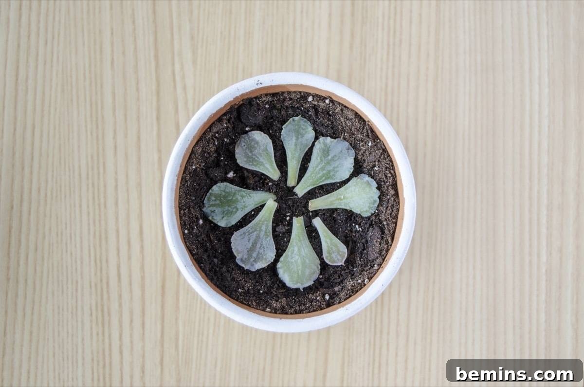 How to regrow succulents | Step 3: Pot the dried leaves