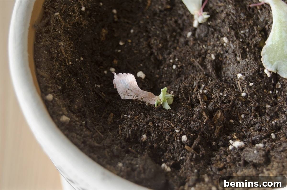 How to regrow succulents | Step 5: Watch and wait!