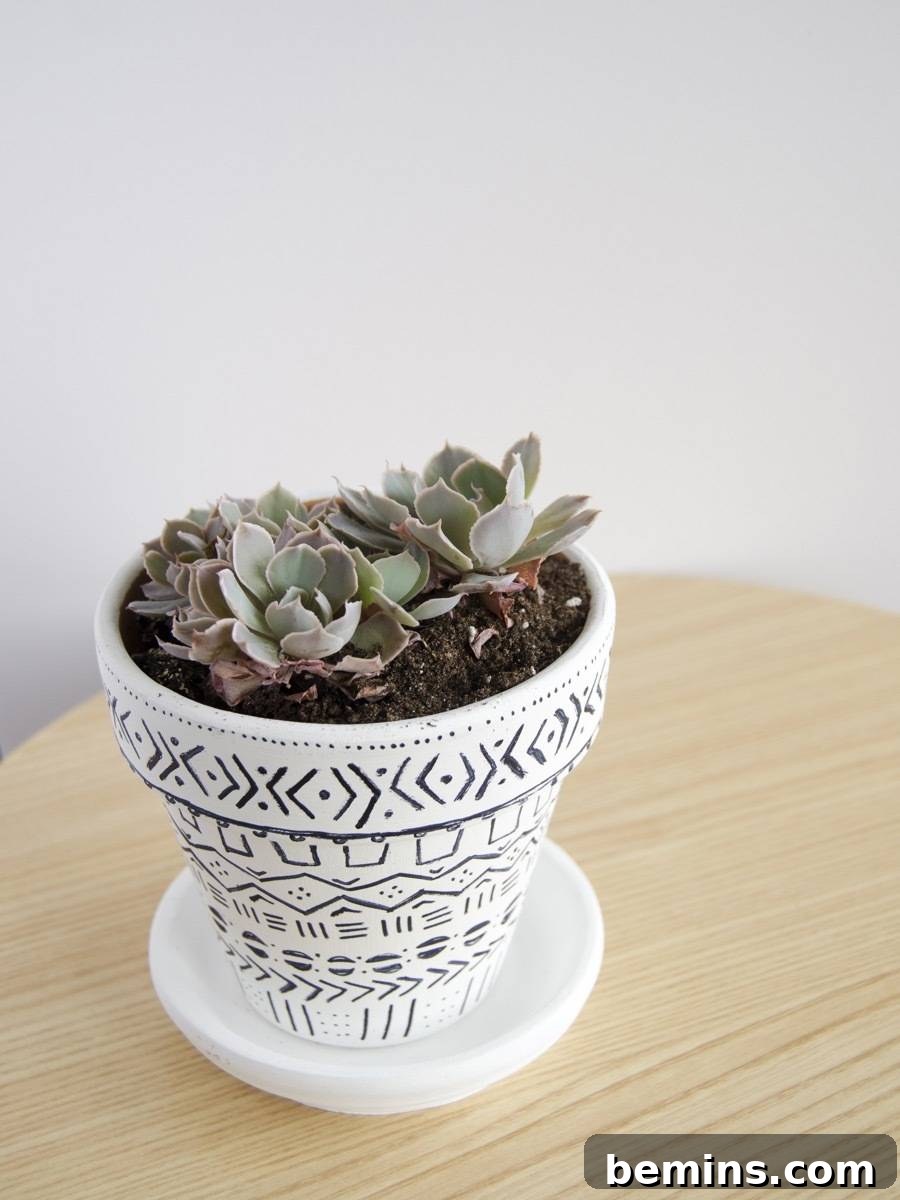 How to regrow succulent plants | Step 7: Patience