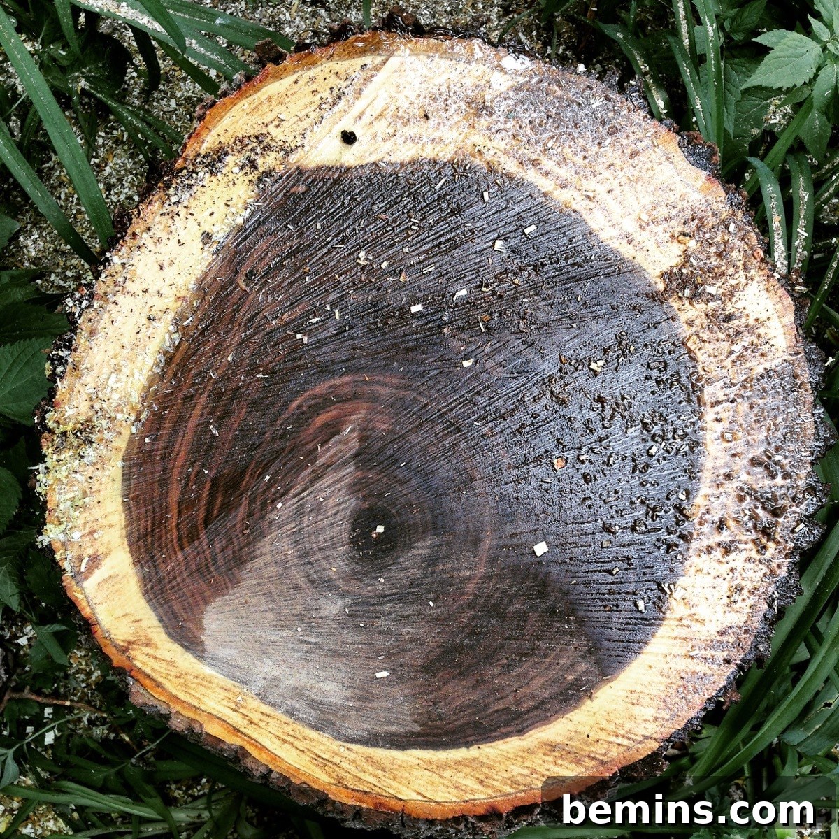 A Stunning Walnut Stump Side Table: Effortless DIY Guide 2 DIY Walnut Stump Side Table