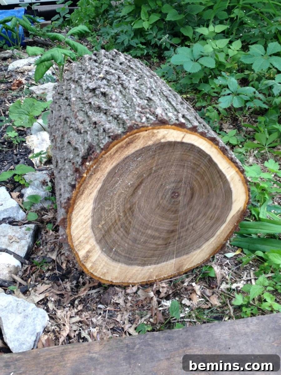 A Stunning Walnut Stump Side Table: Effortless DIY Guide 4 A chopped wood stump sitting in the forest