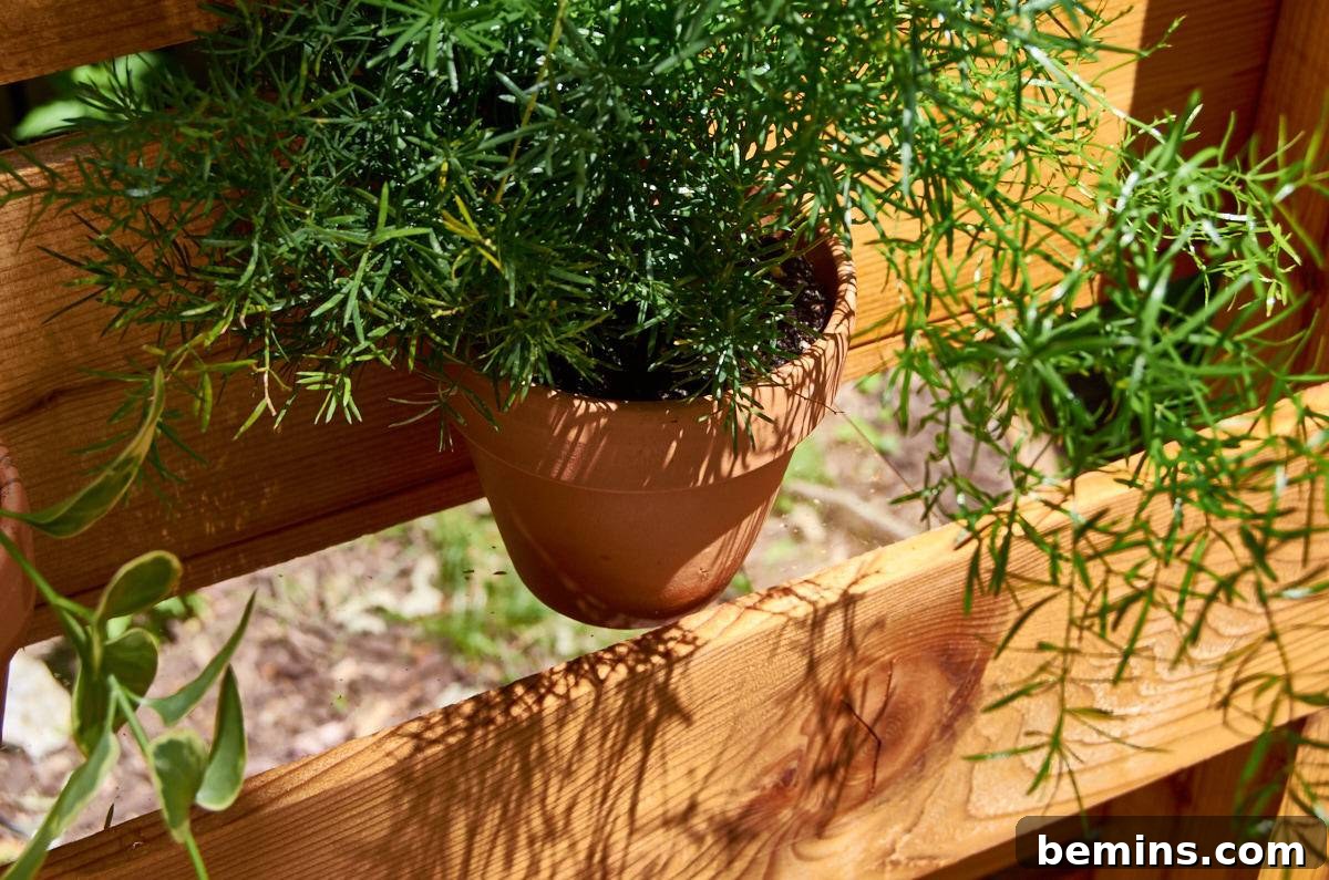Plant in a terra cotta pot